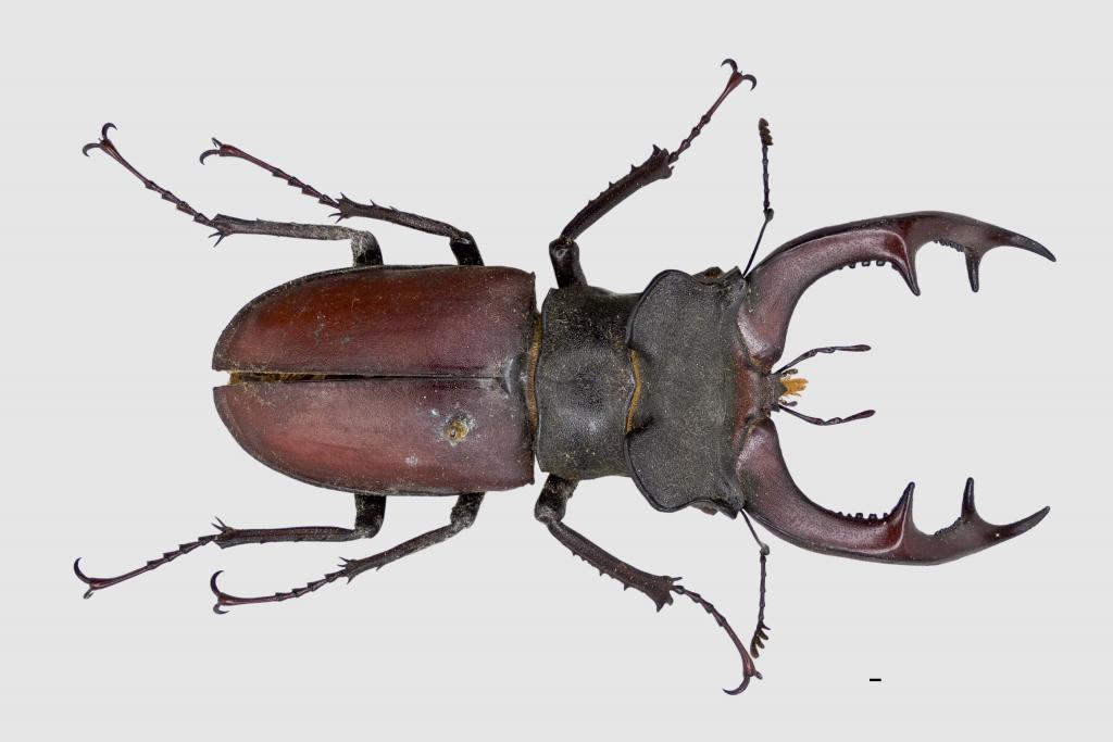 Lucanus cervus judaicus 雄74㍉野外品 Lucanus cervus judaicus 雄74